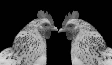 Siyah arka planda siyah benekli iki beyaz tavuk.