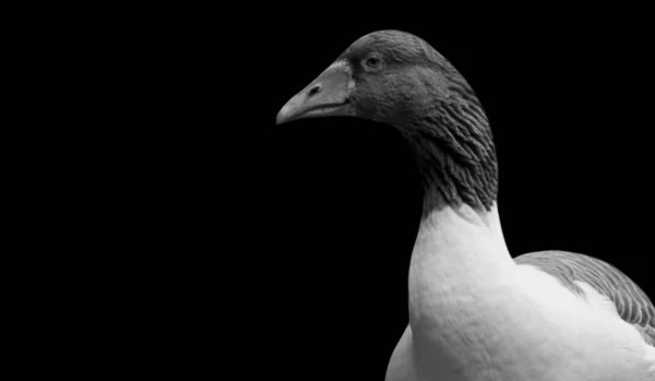 Black White Oland Goose Face Dark Background — стоковое фото