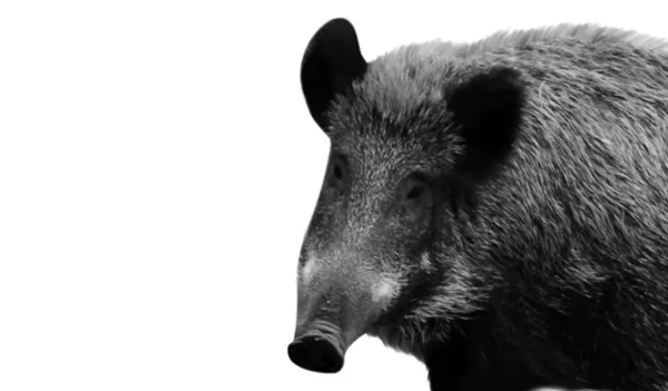 Black European Wild Boar Face White Background — 스톡 사진