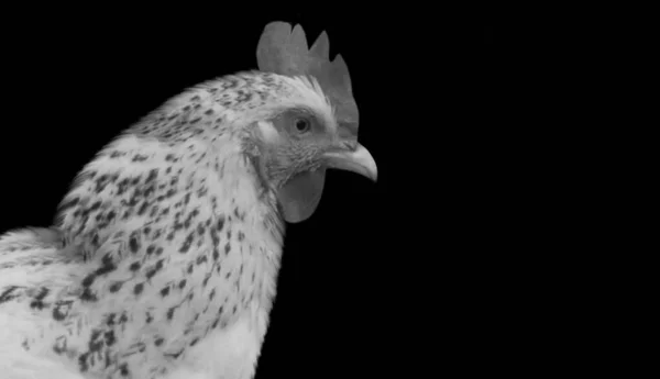 White Beautiful Hen Black Spotted Black Background — стоковое фото