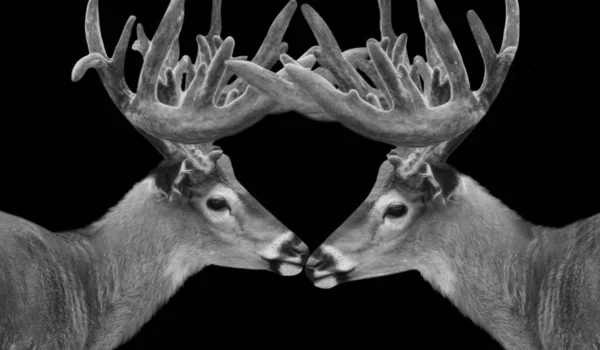 Koca Boynuzlu İki Vahşi Geyik Kapanış Yüzü