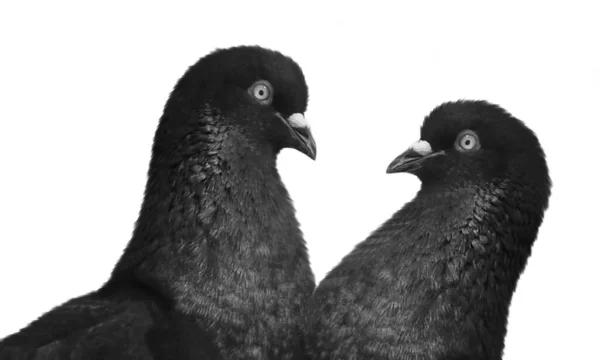 Two Black Pigeon Love Together White Background — Stock Photo, Image