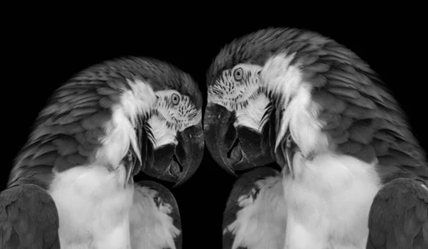 Two Beautiful Black White Parrot Black Background — Foto Stock