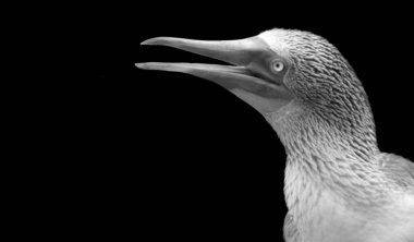 Siyah ve beyaz ayaklı, sümsük kuşu suratlı.