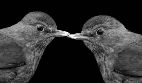 Δύο Blackbird Closeup Πρόσωπο Στο Σκοτεινό Φόντο — Φωτογραφία Αρχείου