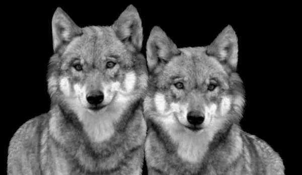 黑色背景下的两只黑白相间的快乐伴侣狼 — 图库照片