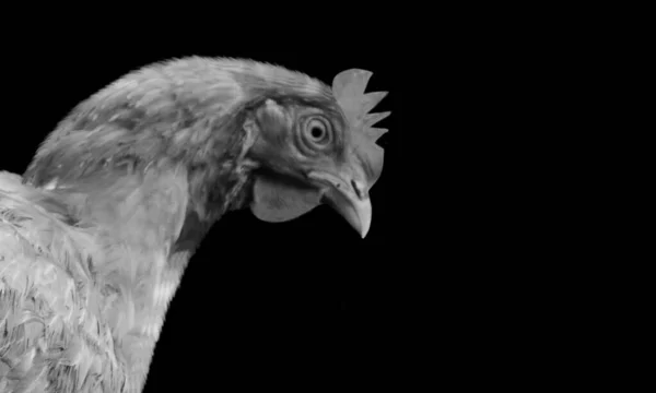 Hühnergesicht Auf Schwarzem Hintergrund — Stockfoto