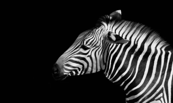 Sad Zebra Face Dark Background — Photo