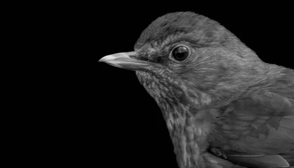 Blackbird Closeup Face Black Background — Stock Fotó