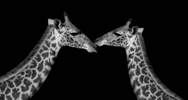 Black White Long Neck Two Giraffe Face — 스톡 사진