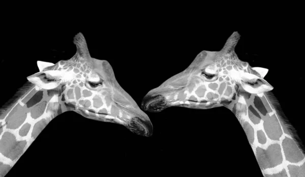 Two Wild Giraffe Face Dark Background — Photo