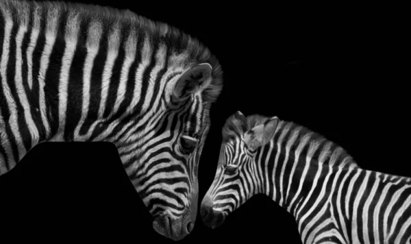 Triste Mãe Bebê Zebra Rosto Fundo Preto — Fotografia de Stock