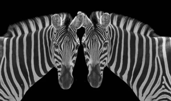 Two Wild Zebra Looking Front Dark Background — Zdjęcie stockowe