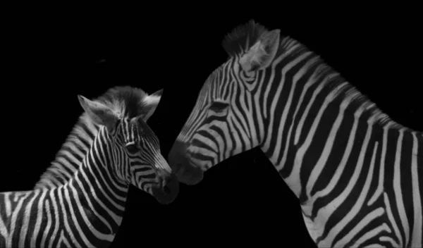 Mãe Zebra Cuida Seu Bebê — Fotografia de Stock
