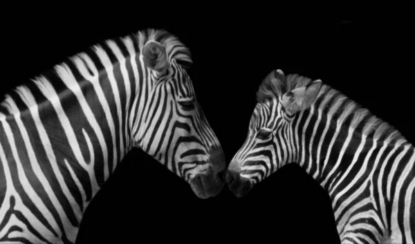 Beautiful Mother Baby Zebra Closeup Face — стоковое фото