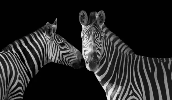 Zebra Kiss Another Zebra Black Background — Fotografia de Stock