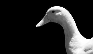 Karanlık Arkaplanda Sevimli Mutlu Ördek