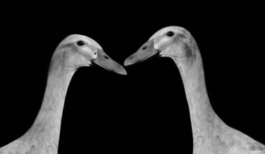 Siyah arka planda iki şirin ördek yüzlü