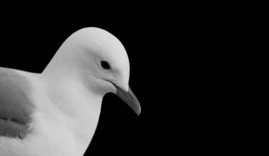 Kara Arkaplanda Güzel Martı Kapalı Yüzü