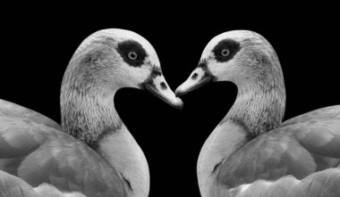 Siyah Arkaplanda İki Siyah ve Beyaz Mısırlı Kaz