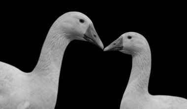 Anne ve Bebek Kaz Siyah Arkaplanda Yakın Çekim Yüzü