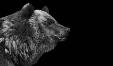 Büyük Siyah Boz Ayı Kapanış Yüzü