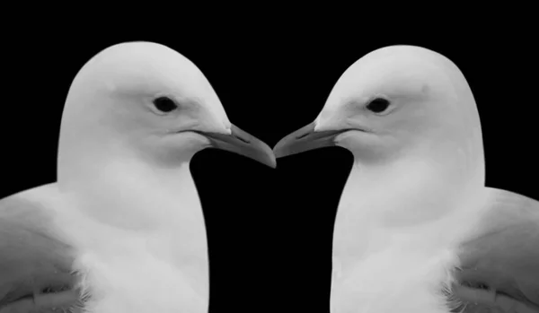 Dois Preto Branco Gaivota Fundo Preto — Fotografia de Stock