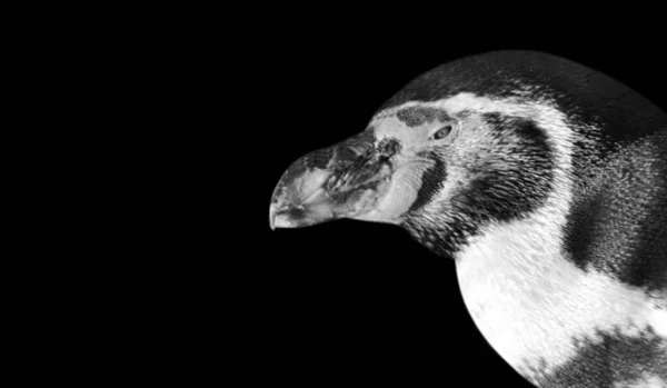 Милий Пінгвін Портрет Чорному Тлі — стокове фото