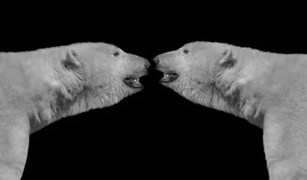 Two Couple Polar Bear Black Background — ストック写真