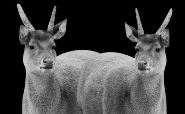 Two Beautiful Black White Bawean Deer Black Background — стоковое фото