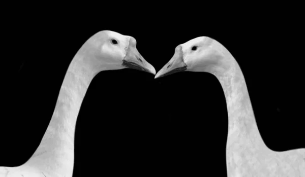 Two Beautiful White Goose Kiss Black Background — Stock fotografie