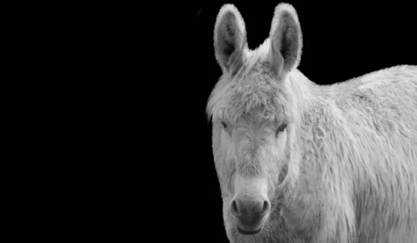 Beautiful Donkey Closeup Black Background — ストック写真