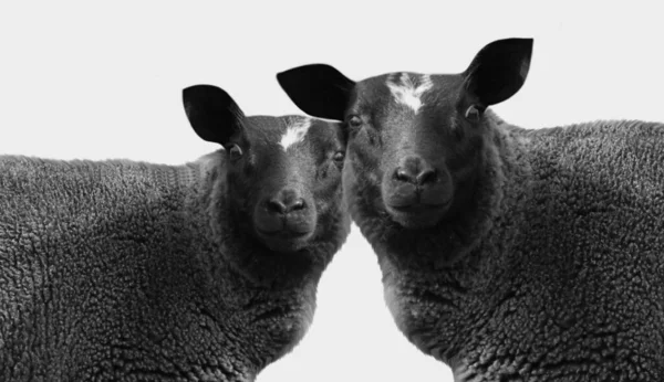 Two Black Sheep Isolated White Background — Fotografia de Stock