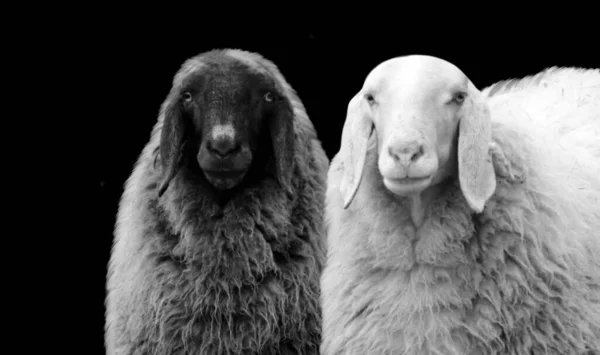 Two Black White Woolly Sheep Black Background — Φωτογραφία Αρχείου