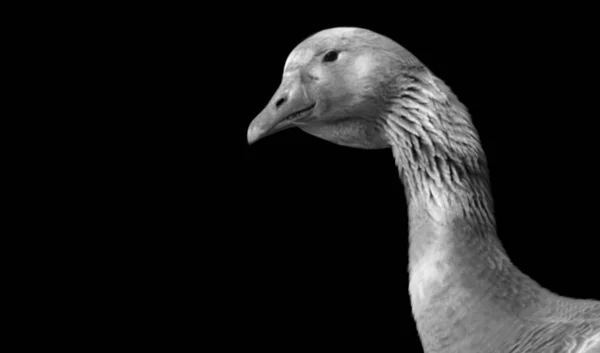 Aggressive Goose Closeup Black Background — Zdjęcie stockowe