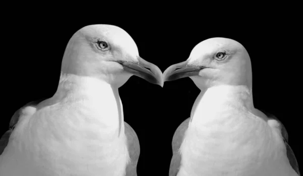 Two Couple Seagull Bird Black Background — Stok fotoğraf