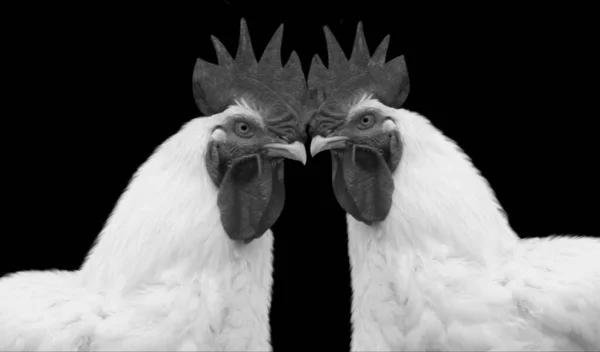 Two Broiler Chicken Closeup Face Black Background — Stockfoto