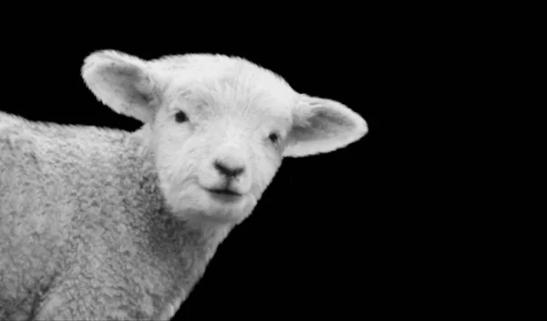 Baby Sheep Cute Face Black Background — Fotografia de Stock