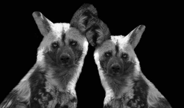 Two Dangerous Wild Dog Together Black Background — Stock Photo, Image