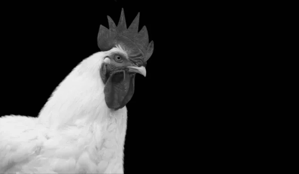 Black White Rooster Black Background — стоковое фото