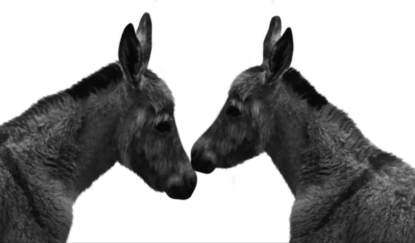 Two Baby Donkey Face White Background — 스톡 사진