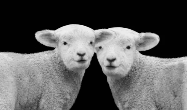 黒い背景に立っている2匹の赤ちゃん羊 — ストック写真