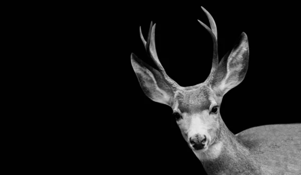 Cara Veado Selvagem Bonito Fundo Preto — Fotografia de Stock