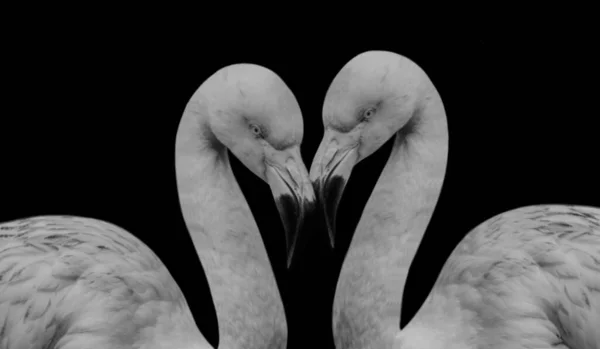 Δύο Πουλιά Φλαμίνγκο Ζευγάρι Κοντά Μεταξύ Τους Στο Μαύρο Φόντο — Φωτογραφία Αρχείου