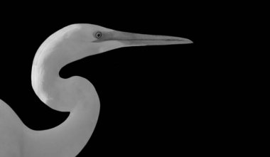 Beyaz Uzun Boyun Büyük Akbalıkçıl Kuş Surat