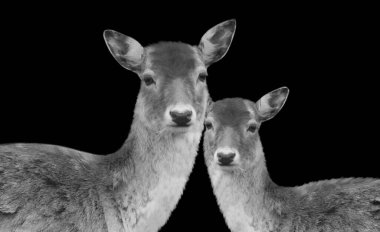 Kara Arkaplanda Vahşi Anne ve Bebek Geyiği