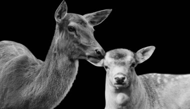 Anne Geyik Bebeğini Siyah Arkaplanda Öpüyor