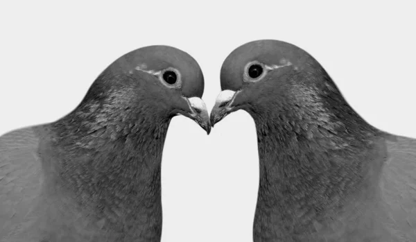 Taubenpaar Steht Isoliert Auf Weißem Hintergrund — Stockfoto