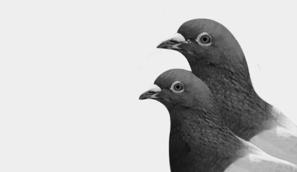 Dwa Czarno Białe Gołębie Odizolowane Białym Tle — Zdjęcie stockowe