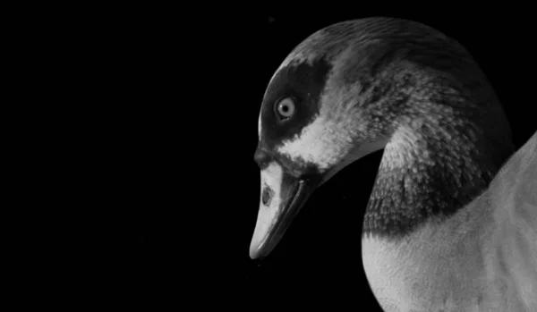 Koyu Siyah Arkaplanda Ördek Başı Kapanışı — Stok fotoğraf